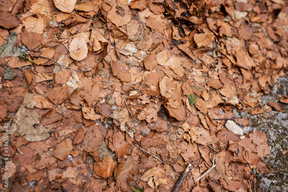 frame filled with aoutumn leaves on the ground top view frame filled with aoutumn leaves on the ground top view