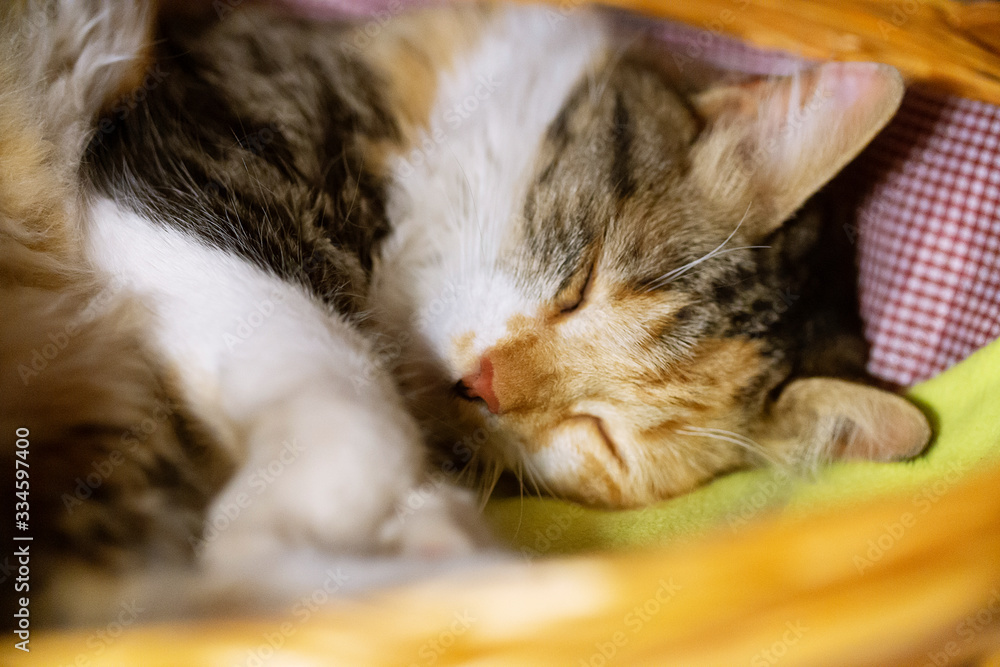 cat sleeping on pillow cat sleeping on pillow