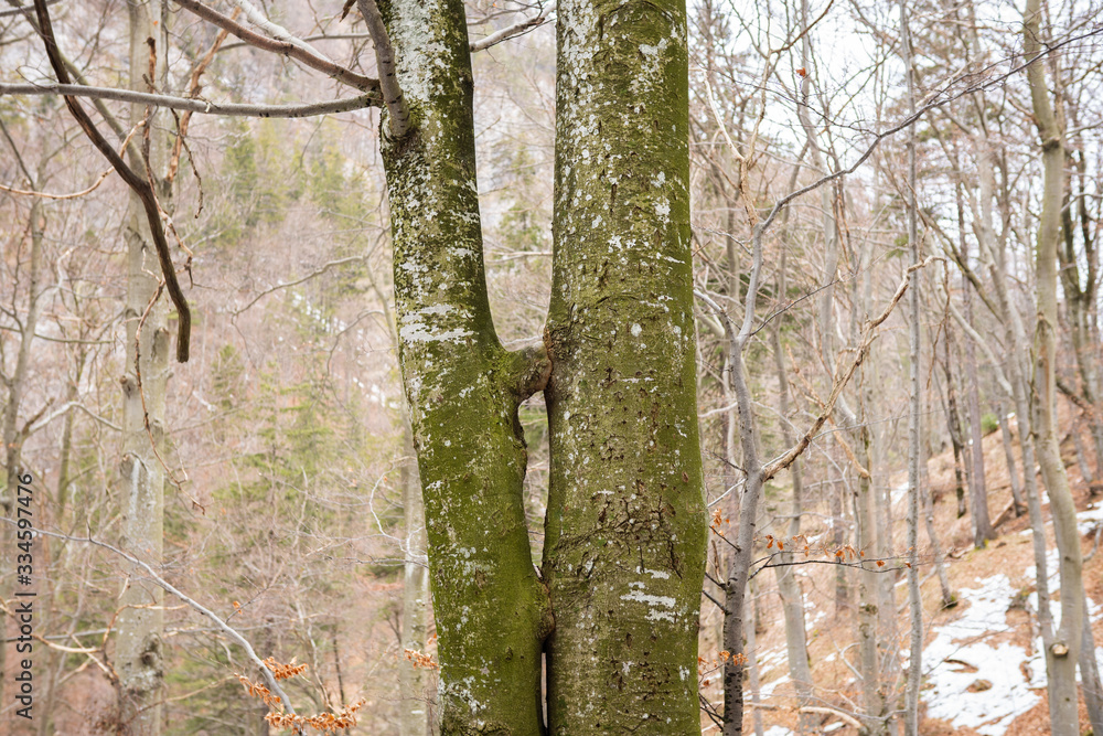 kissing trees grown together stuck intersting tree in forest woodland
