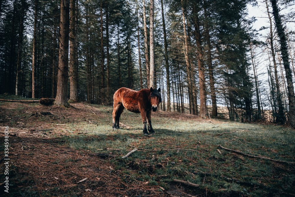 Horse in the woods/forest with trees in the background