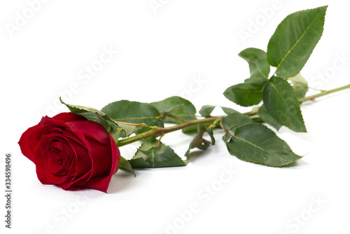 Beautiful single red rose flower isolated on white background. Red rose is a wonderful flower to express your feelings on International Women's Day, Mother's Day, Valentine's Day, and just to