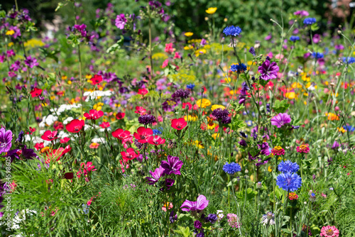 Colorful wild flowers in the garden