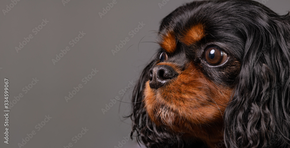 Extreme close up portrait of a beautiful Cavalier King Charles Spaniel dog against a gray background. Profile shot. Dog is looking to the left side. Extreme close up portrait of a beautiful Cavalier King Charles Spaniel dog against a gray background. Profile shot. Dog is looking to the left side.