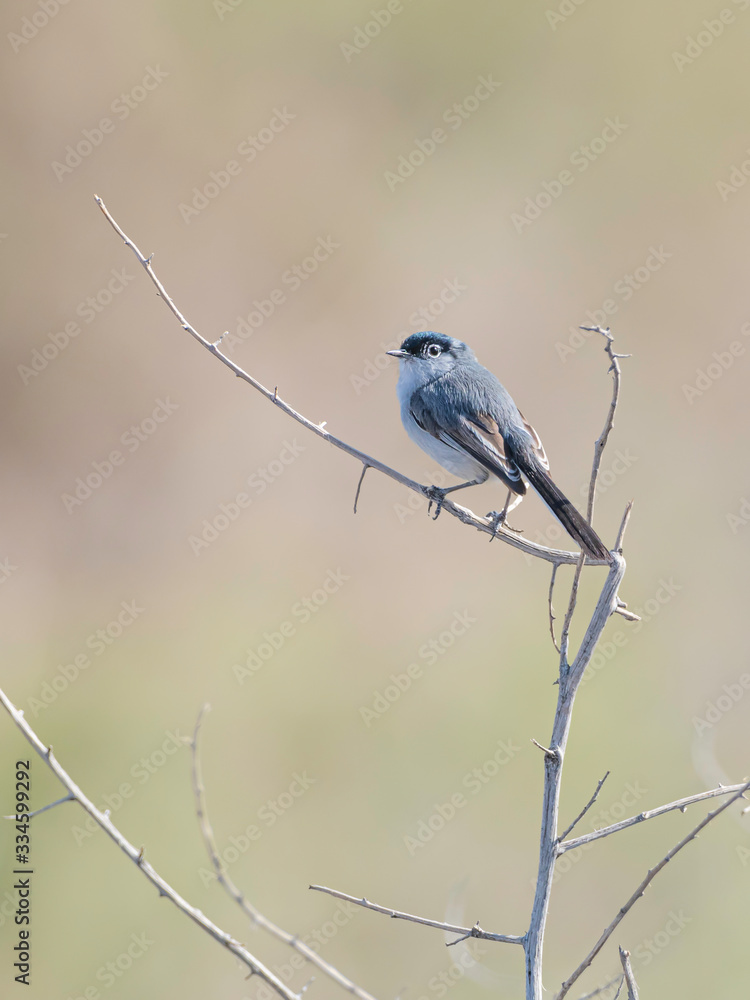 Black-tailed Gnatcatcher