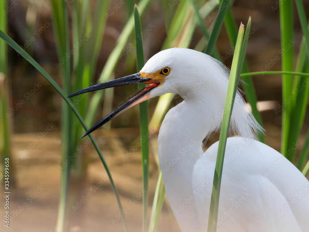 Fototapeta premium Snowy Egret in a Swamp