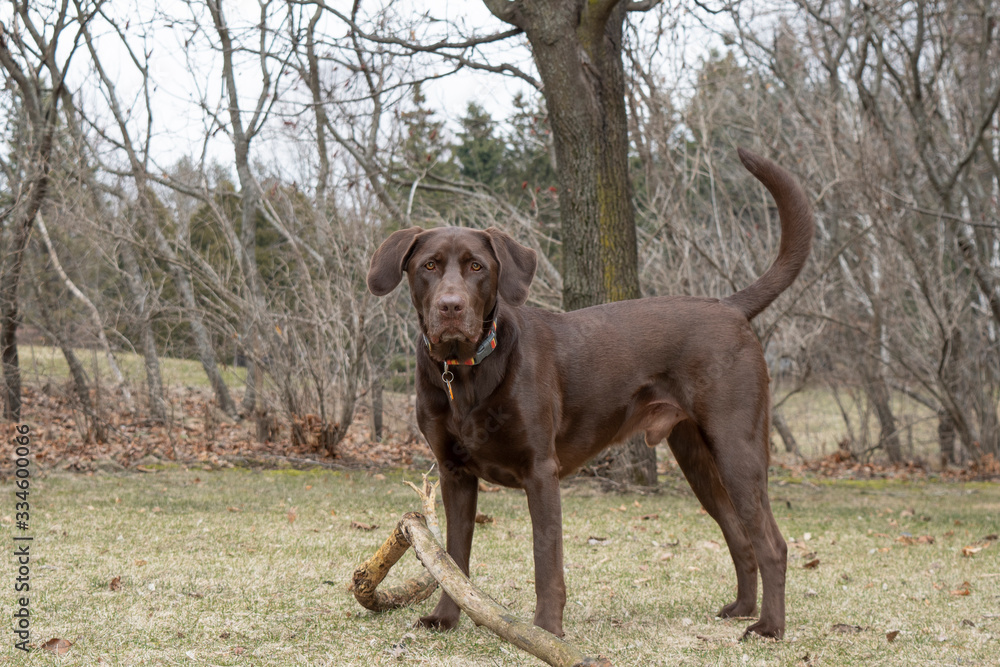 Adult Male Chocolate Lab playing with a stick