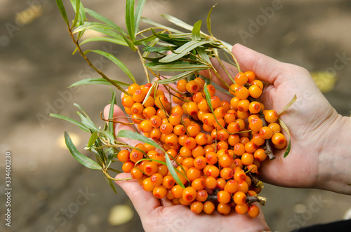 bunches of freshly picked sea buckthorn with leaves lying on open palms