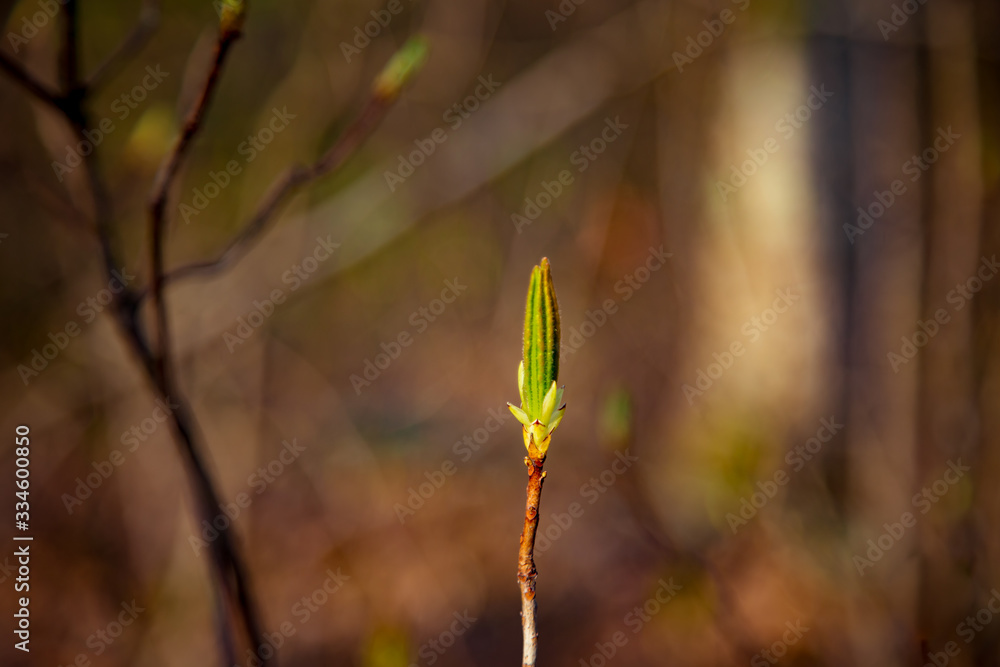natural background, with a green Bud, a beautiful plant