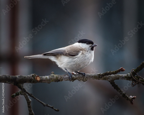 Tomtit on the branch