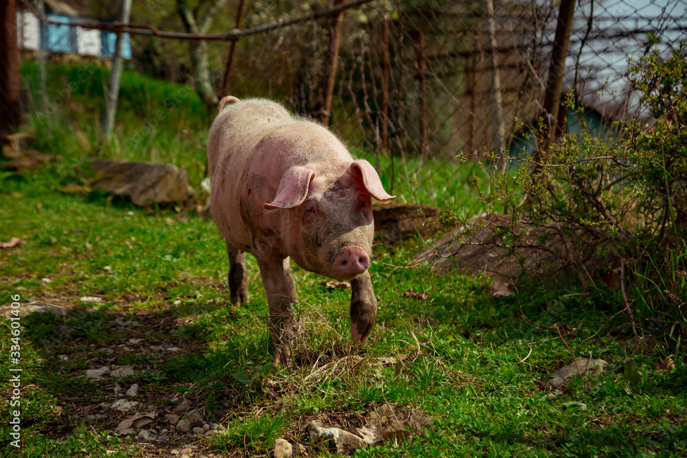 dirty, young pigs, walking on the street, on a summer day, in the village dirty, young pigs, walking on the street, on a summer day, in the village