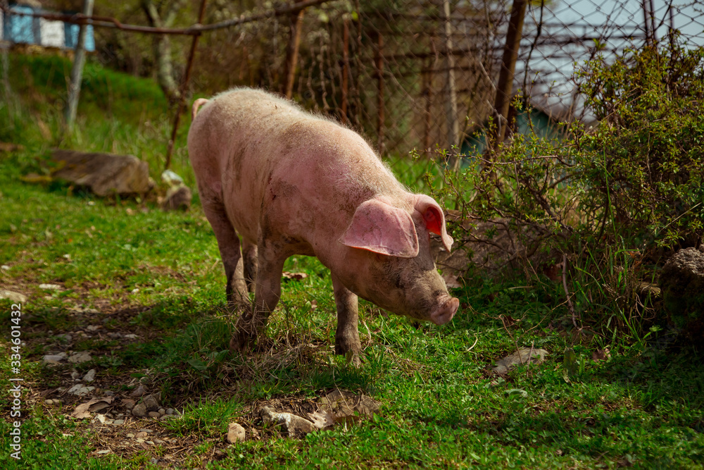 dirty, young pigs, walking on the street, on a summer day, in the village dirty, young pigs, walking on the street, on a summer day, in the village