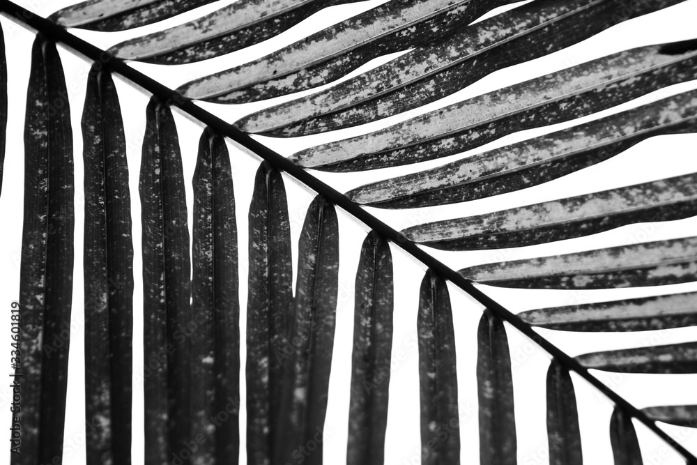 Fototapeta palm in black and white