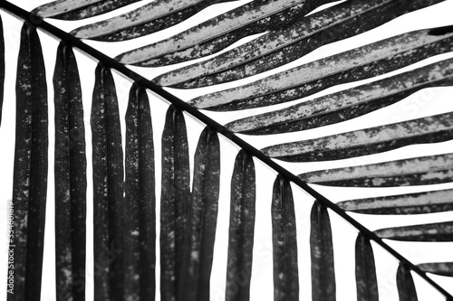 palm in black and white