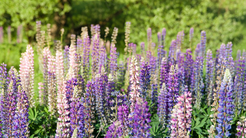 A field of lupines. Violet and pink lupin in meadow. Colorful bunch of lupines summer flower background or greeting card. Summer meadow with blooming lupins.