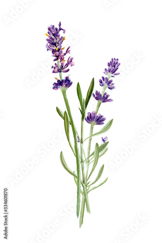 Lavender flowers isolated on white background. Watercolor botanical illustration