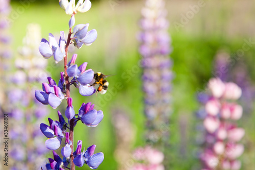 bumble bee flying around violet lupine blossoms. lupin and bumblebee. Landscape with wildflowers.