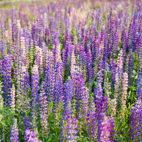 Blooming lupine flowers. A field of lupines. Violet and pink lupin in meadow. Colorful bunch of lupines summer flower background or greeting card.