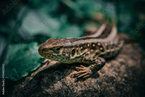 Lizard on rock