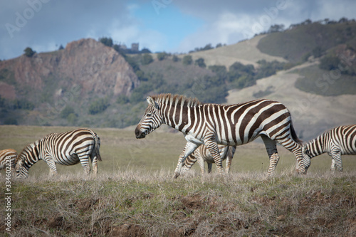 Zebra Walking in Field - Central Coast of California