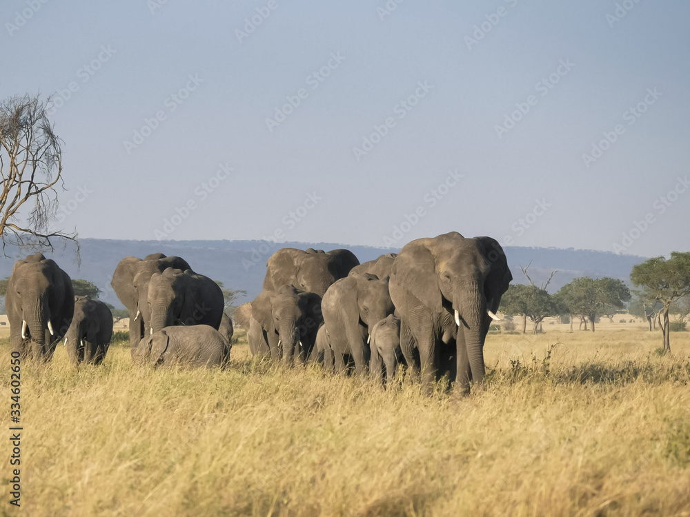 Fototapeta premium an elephant herd walking towards the camera at serengeti