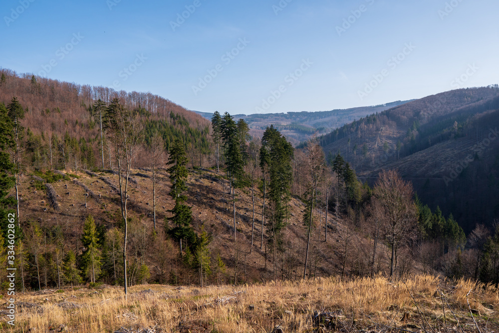 Fototapeta premium tree stumps after felling a tree in the mountains, Czech Beskydy
