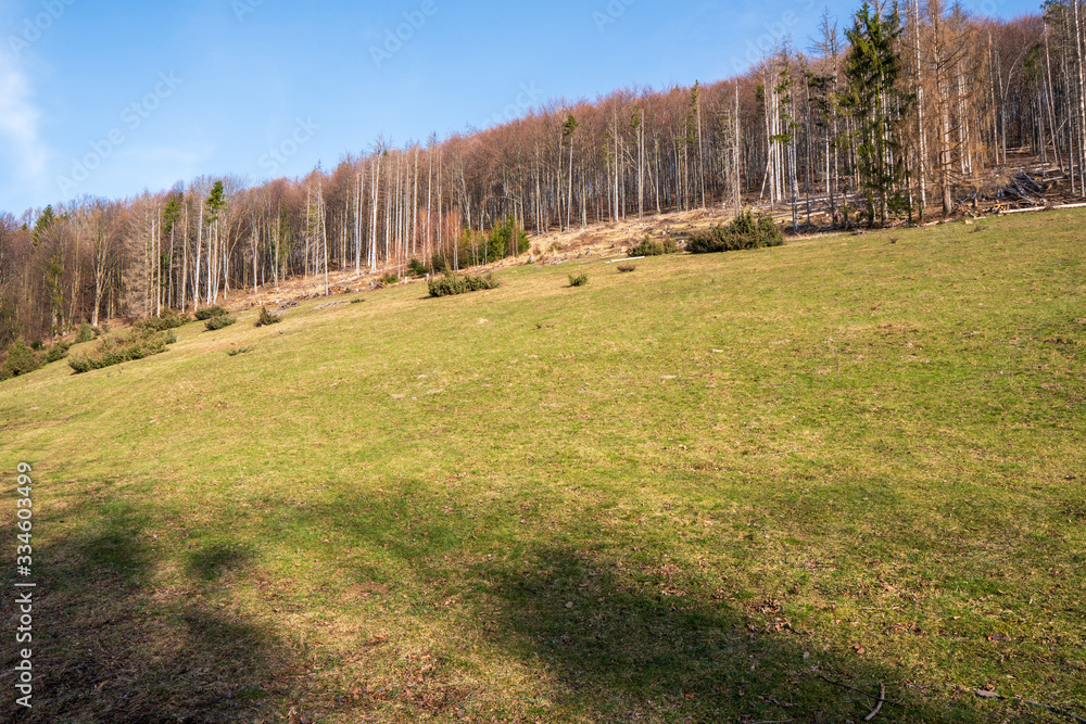 meadow in the mountains with forest nearby, czech beskydy