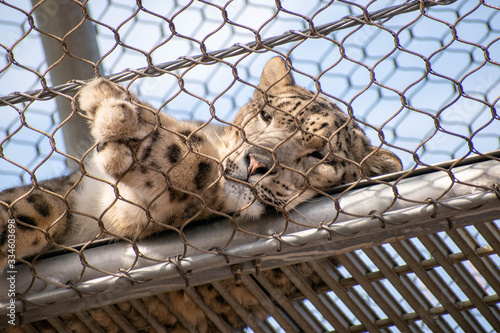 a snow leopard resting inside caged bridge
