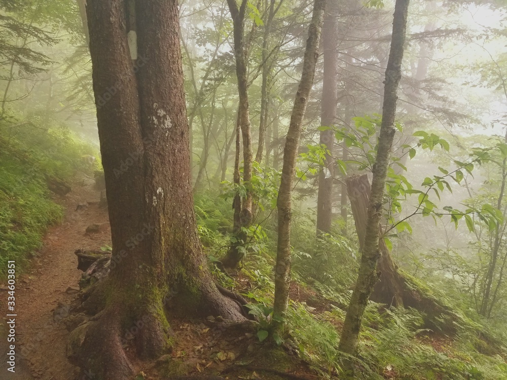 Obraz premium trees in the forest