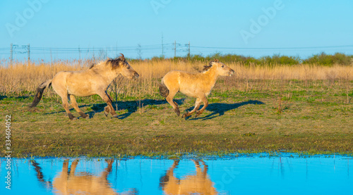 Horses in a field along the edge of a lake below a blue sky in sunlight at sunrise in spring