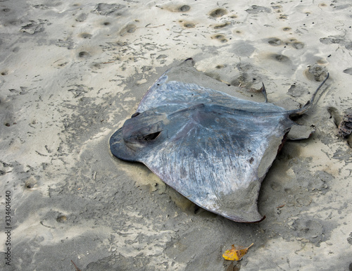 dead stingray on beach