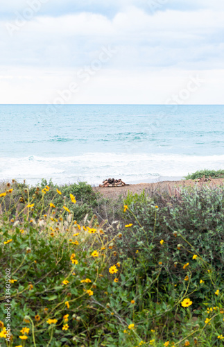 Spring along the pacific coast highway in Ventura County, California