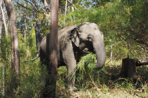 Feeding Wild Female Asian Elephant in Yok Don National Park  Vietnam