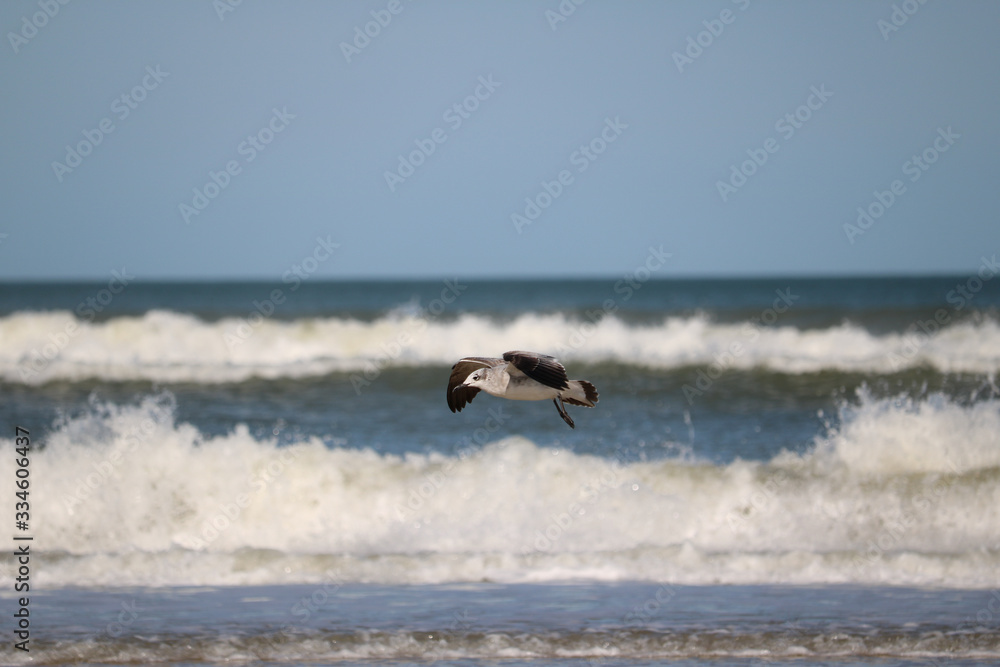 Sea gull_7583