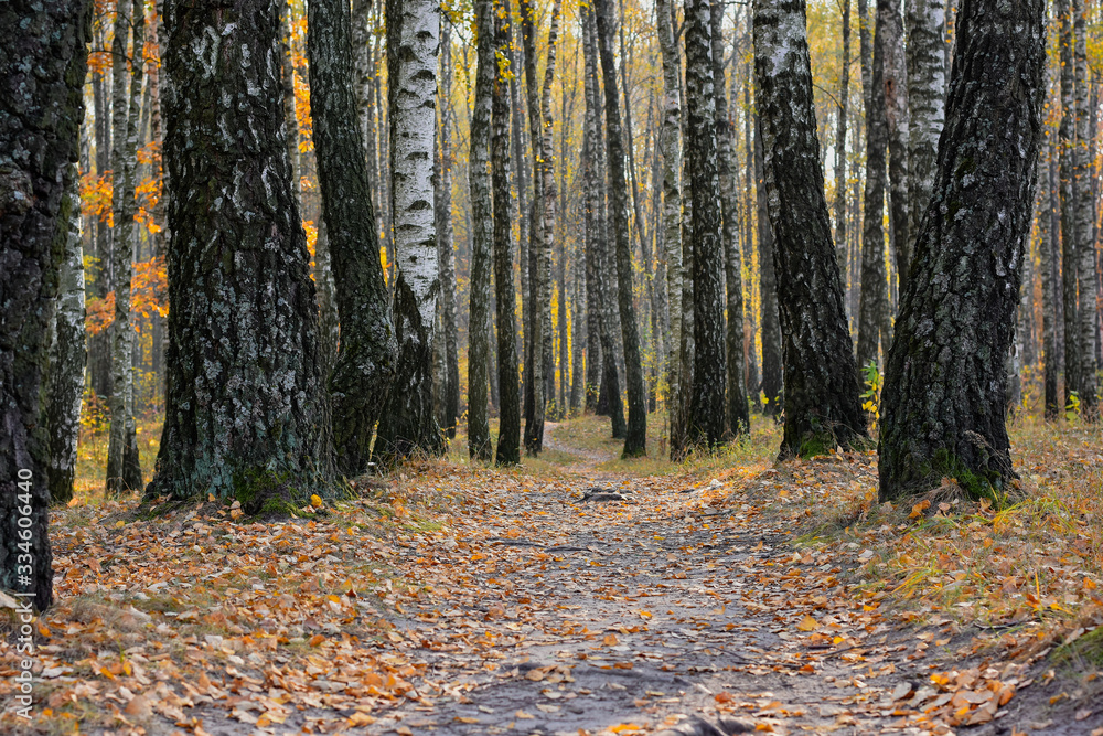 Path in autumn birch forest