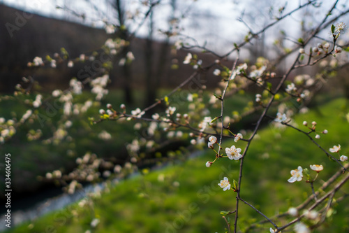 flowering cherry tree in spring, flowering tree in spring , czech