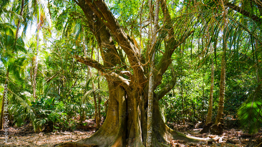 Amazing view of giant tree in tropical forest, Tayrona National Park, Colombia. Beautiful tall palm trees, sunny day and amazing natural landscape. Colombia. Amazing view of giant tree in tropical forest, Tayrona National Park, Colombia. Beautiful tall palm trees, sunny day and amazing natural landscape. Colombia.