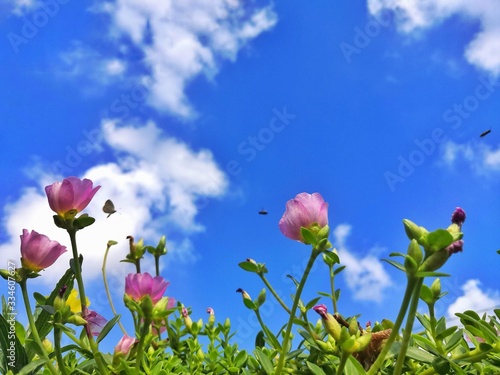 flowers on background of blue sky