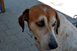Brown eyed dog hound on the street of old Rhodes town