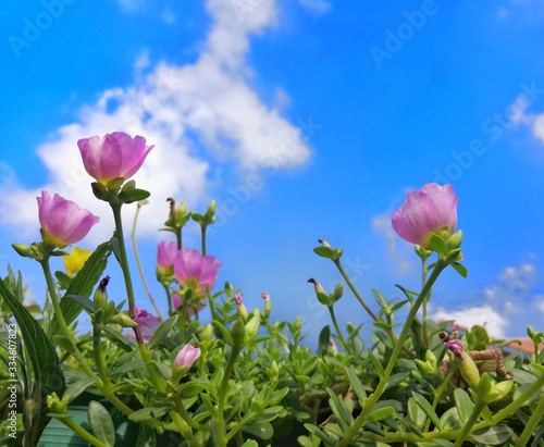 flower and blue sky
