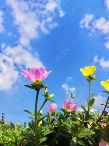 flowers on background of blue sky