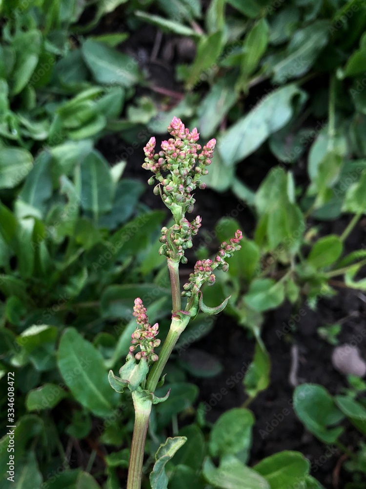 flowering sorrel family near spring flowering sorrel family near spring