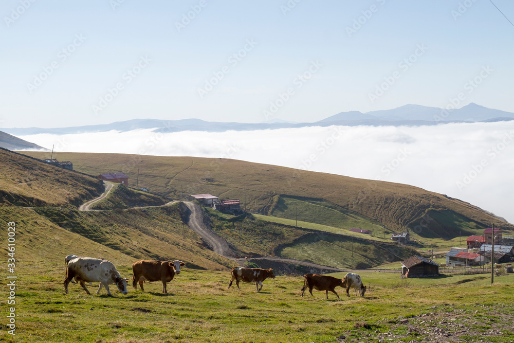 cows grazing in the plateau in karester trabzon turkey cows grazing in the plateau in karester trabzon turkey