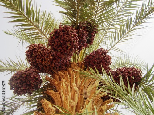 Date tree, widely cultivated for its fruits : dates
