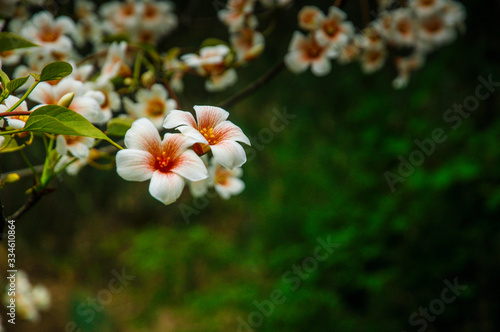 Tung oil flowers closeup 