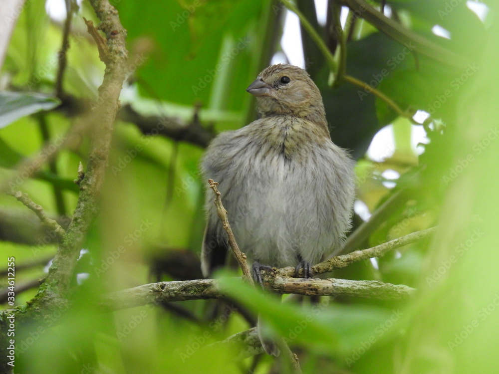 Fototapeta premium passaro