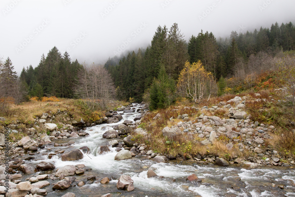 mountain river in the forest