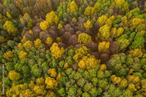 aerial shot of forest in autumn, beautifully colored in yellow, czech