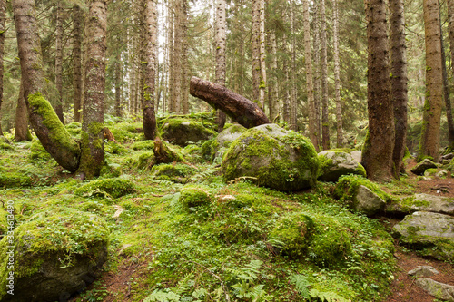 moss covered tree