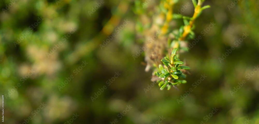 Green leaves Green leaves