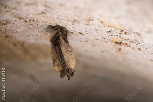 Closeup Natterer's bat Myotis nattereri hanging upside down during hibernation